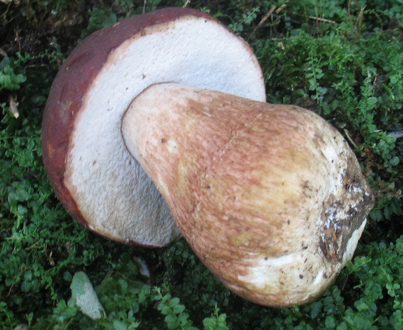 oggi 30.9.2005 (Boletus pinophilus e Sparassis crispa)